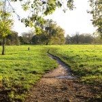 London Dog Walks - Barnes & Putney Commons