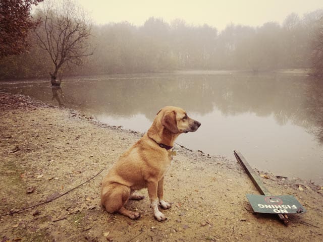 Wordless Wednesday - Misty Morning at Wimbledon Common Lake