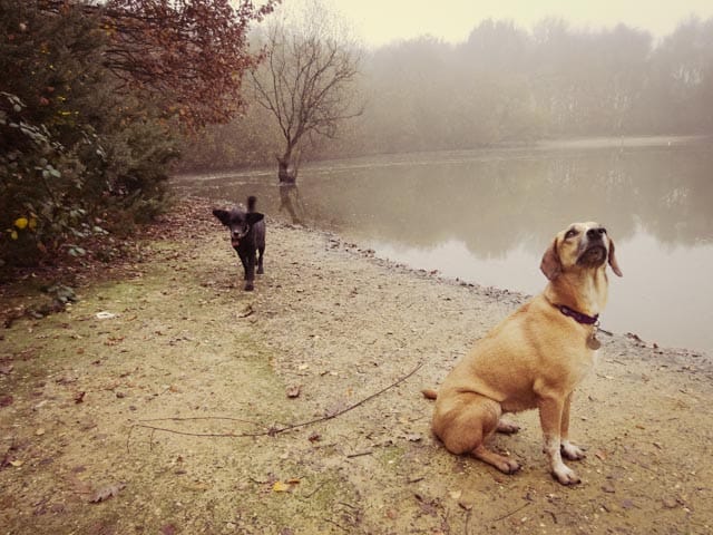 Wordless Wednesday - Pondering life at Wimbledon Common Lake