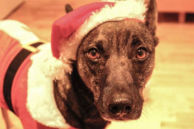 Wordless Wednesday, Santa & his Helper…