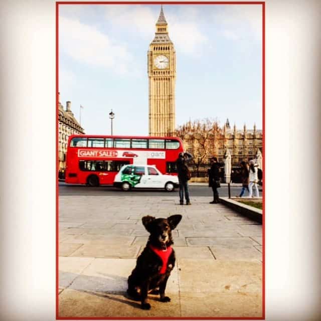 Wordless Wednesday Pawcards From London – Big Ben