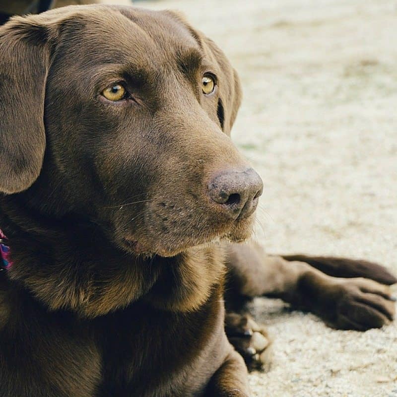 Pet Holidays and Awareness Days – January
