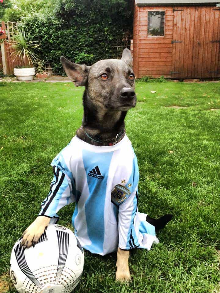(Mostly) Wordless Wednesday – Dress Up Your Pet Day