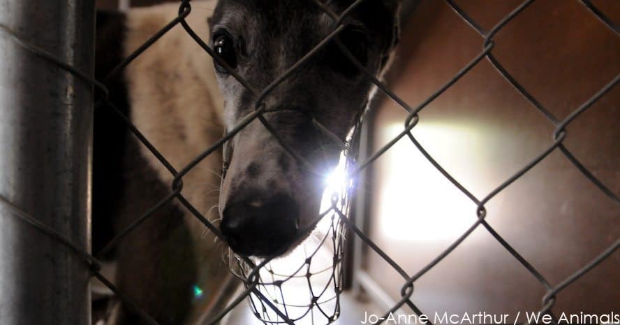 The End of Greyhound Racing in Wimbledon?