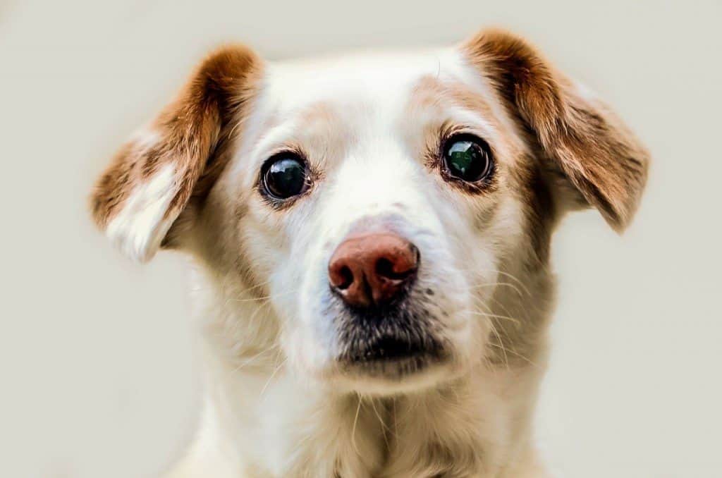 Where can I get my Dog Microchipped for Free in London?