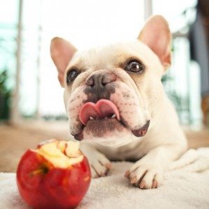 Lily's Kitchen Apple Rings - International Dog Biscuit Appreciation Day