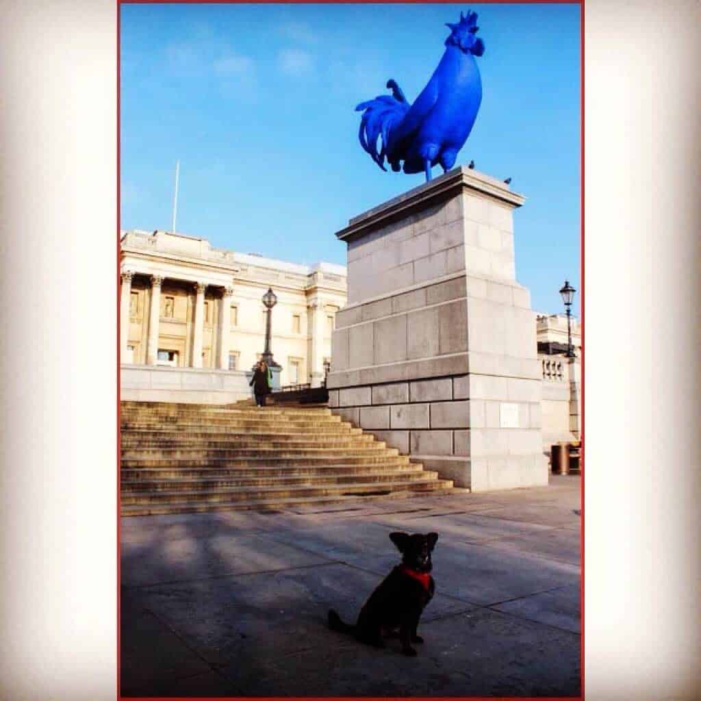 Wordless Wednesday Pawcards from London – Trafalgar Square