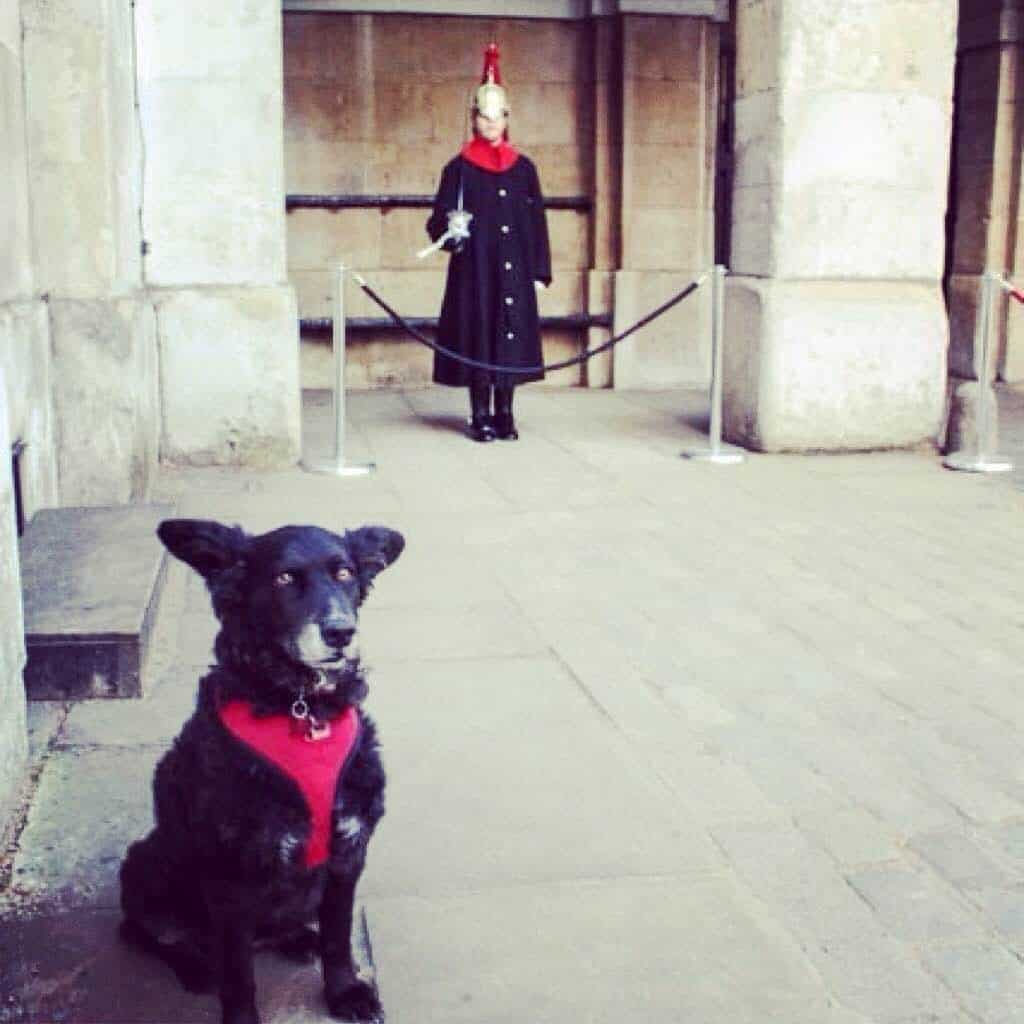 Wordless Wednesday Pawcards From London – Horse Guards Parade
