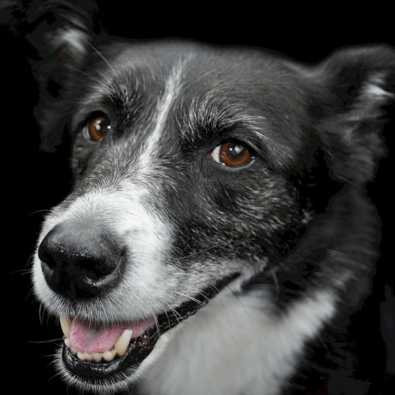 Show The Love: February Pet Holidays & Awareness Days