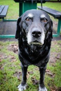 Dogs of London - Barty, Wandsworth Park's oldest dog