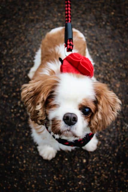 Doggy Love on the All Dogs Matter Valentines Walk