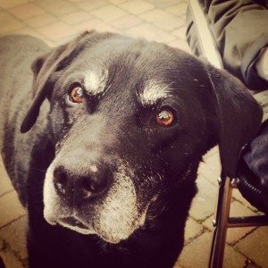 Dogs of London - Barty, Wandsworth Park's oldest dog
