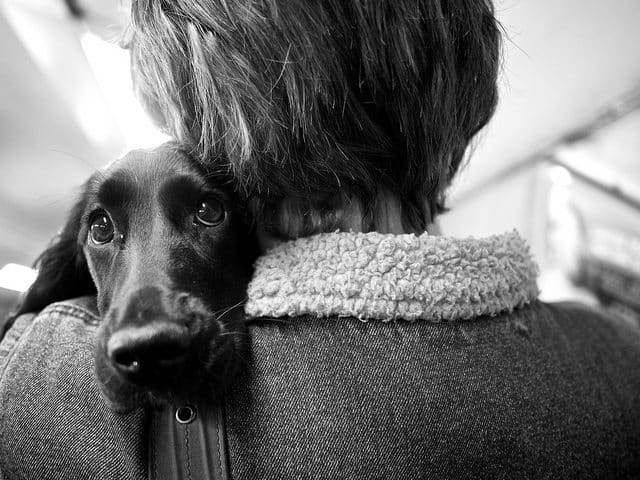 Love Your Pet Day