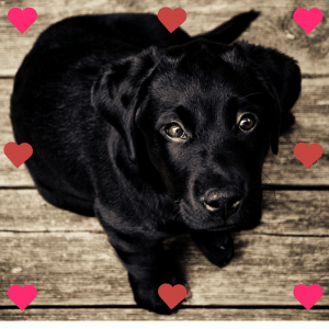 Valentine's Day Gifts For Dog Lovers