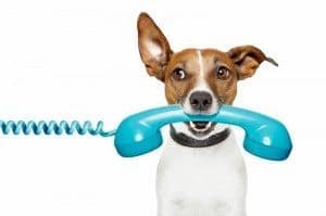 Dog with Phone