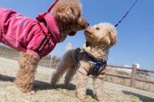London Poodles Meetup - London Dog Meetups