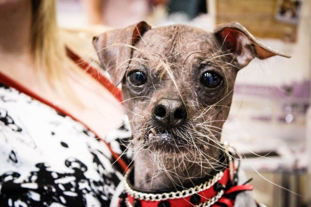 A Great Day Out at The London Pet Show 2015
