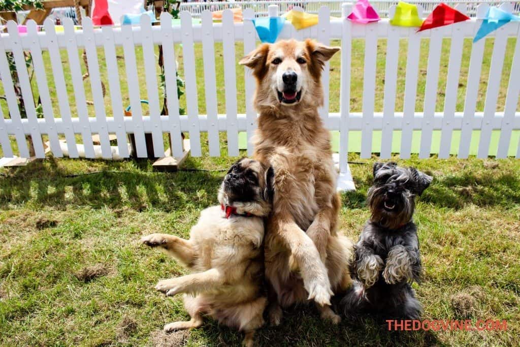 Dogs Have Their Day At DogFest 2015