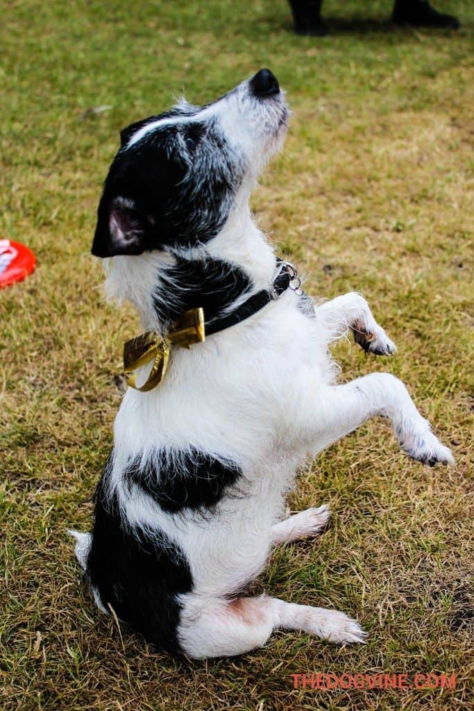 Charlie - Hyde Bark