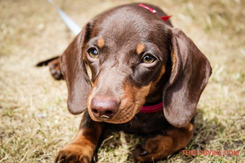 Ruby Roo - Hyde Bark