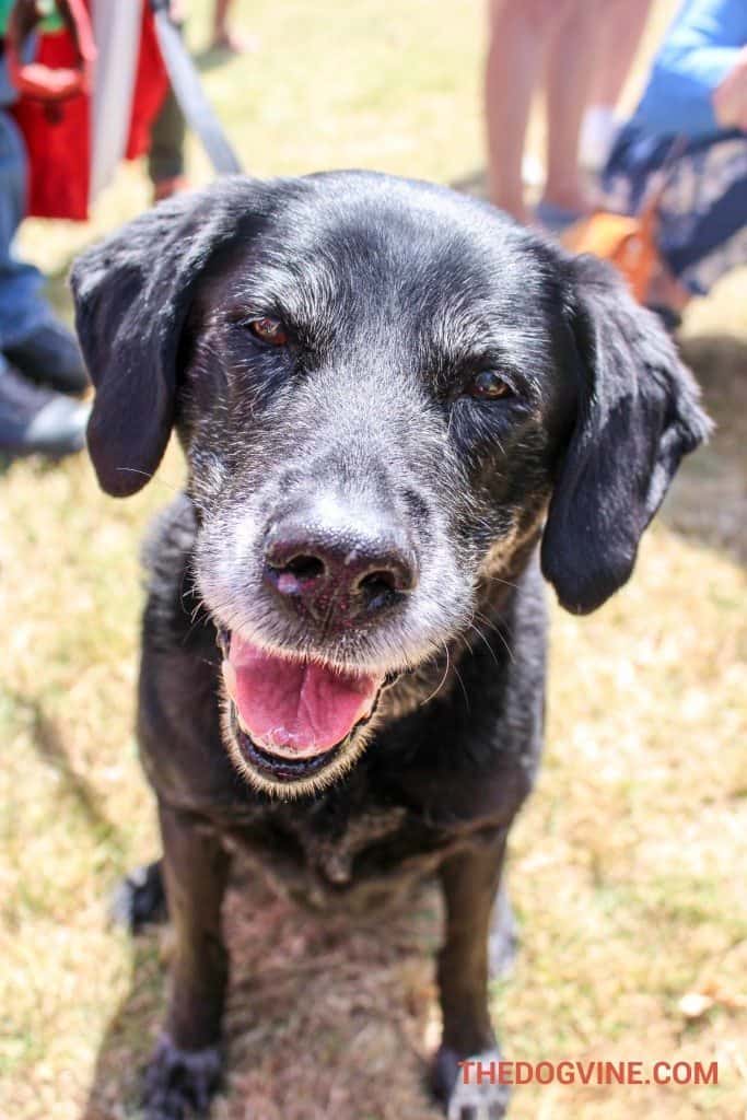 Scout - Hyde Bark