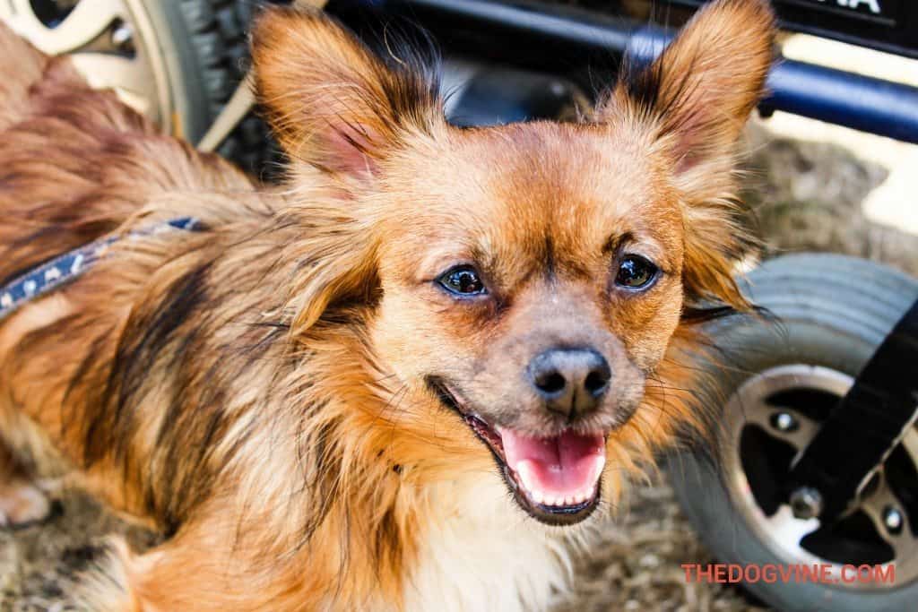 Alice - No to Dog Meat Hyde Bark