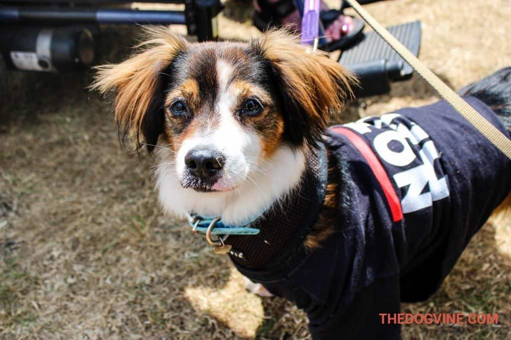 Benji - No to Dog Meat Hyde Bark