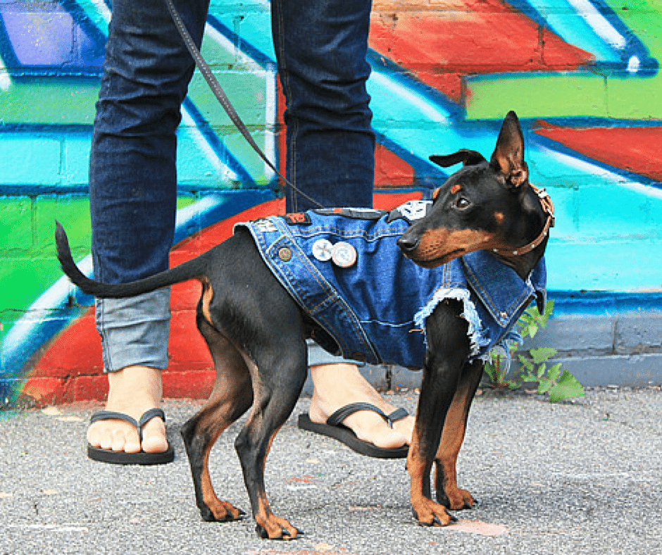 The New One-Stop Fashion Destination For Dogs – Leadthewalk.com