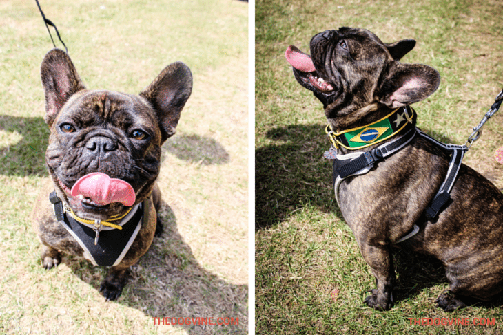 Pablo the Frenchie - Hyde Bark