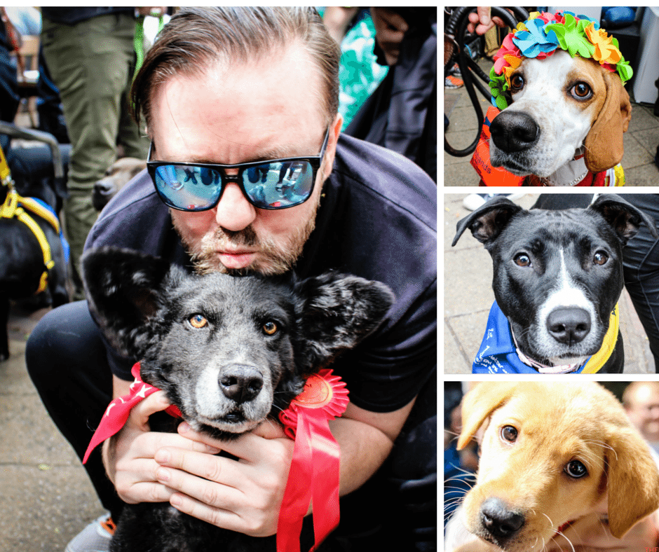 The PupStars of PupIdol 2015