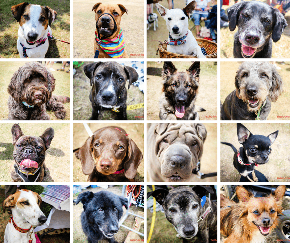 The Hounds of Hyde Bark