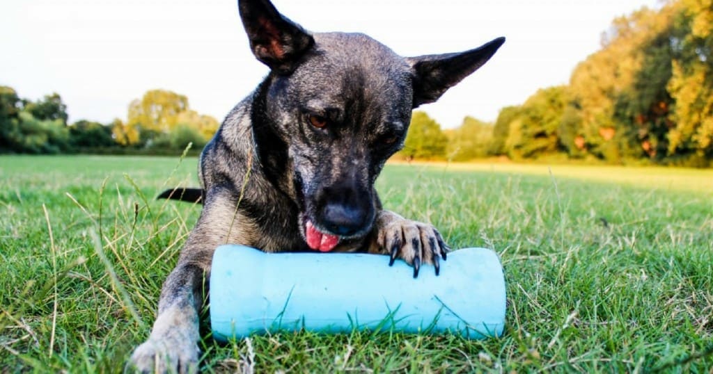Crinkit Dog Toy for Tough Chewers – Review and Giveaway