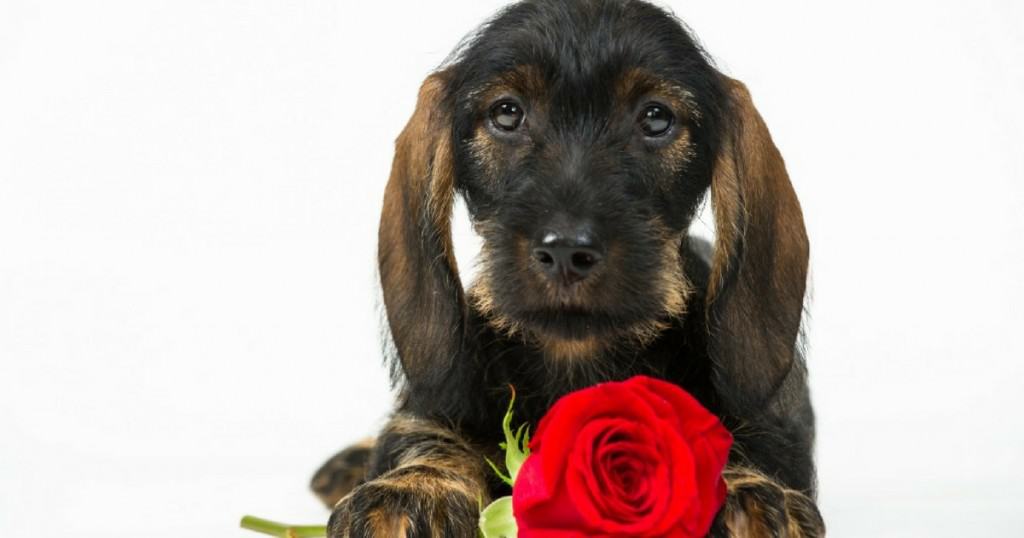 Finding a Paw-fect Match at a Puppy Speed Dating Pop-up