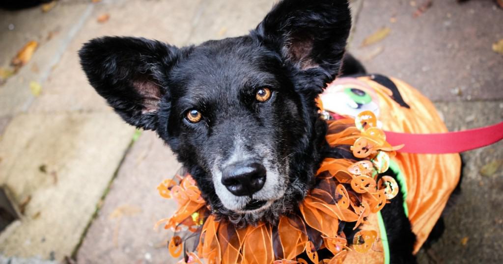 Hounds of Halloween: All Dogs Matter Halloween Walk 2015
