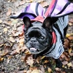All Dogs Matter Halloween Walk 2015