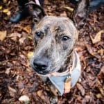 All Dogs Matter Halloween Walk 2015