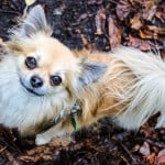 All Dogs Matter Halloween Walk 2015