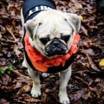 All Dogs Matter Halloween Walk 2015
