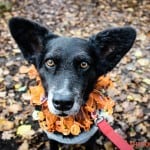 All Dogs Matter Halloween Walk 2015