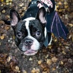 All Dogs Matter Halloween Walk 2015