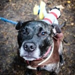 All Dogs Matter Halloween Walk 2015