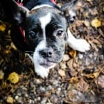 All Dogs Matter Halloween Walk 2015
