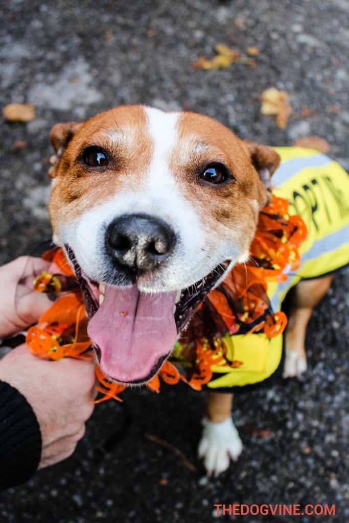All Dogs Matter Halloween Walk 2015