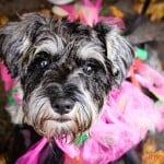 All Dogs Matter Halloween Walk 2015