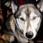 All Dogs Matter Halloween Walk 2015