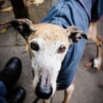 All Dogs Matter Halloween Walk 2015