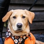 All Dogs Matter Halloween Walk 2015