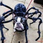 All Dogs Matter Halloween Walk 2015