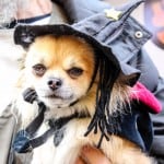 All Dogs Matter Halloween Walk 2015
