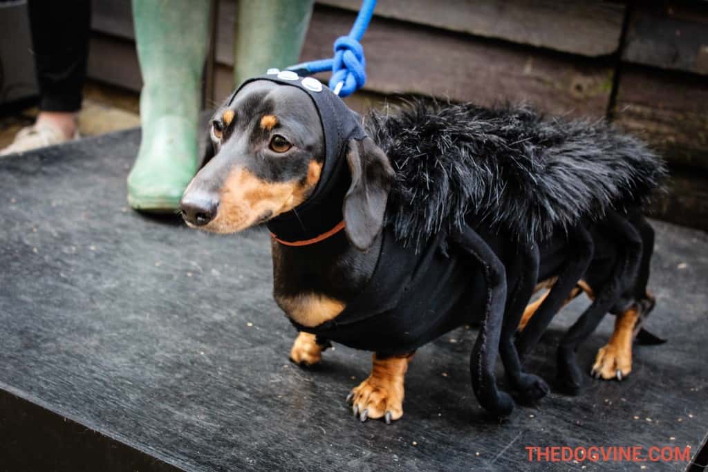 All Dogs Matter Halloween Walk 2015